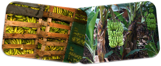 Packaging Help Barnana Become a Health Food Industry Leader