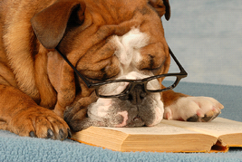 dog and book