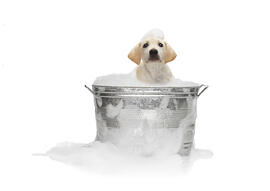 puppy in a tub