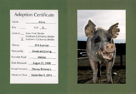Phoney Baloney's Pet Pig