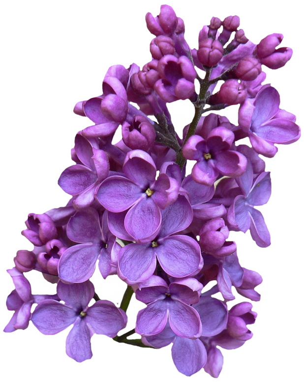 flowers 3