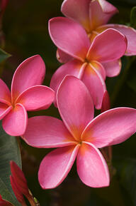 flowers 4
