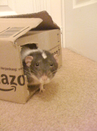 Rodent in Cardboard Box